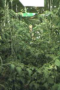 There's a face peering through the foliage