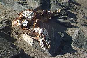 Hundreds of years? .. Thousands of years ?